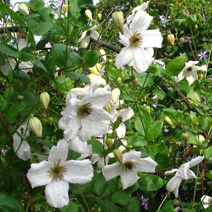 Clematis viticella Kathryn Chapman