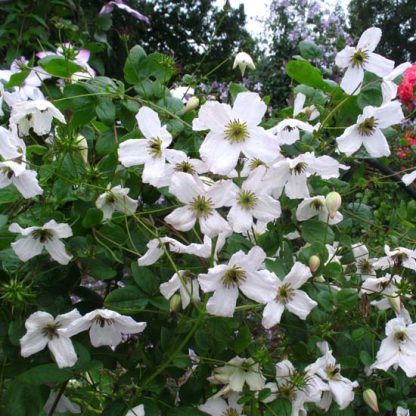 Clematis viticella Kathryn Chapman