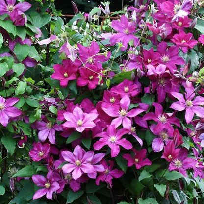 Clematis Remembrance