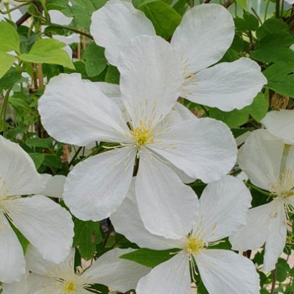 Clematis montana Clarina