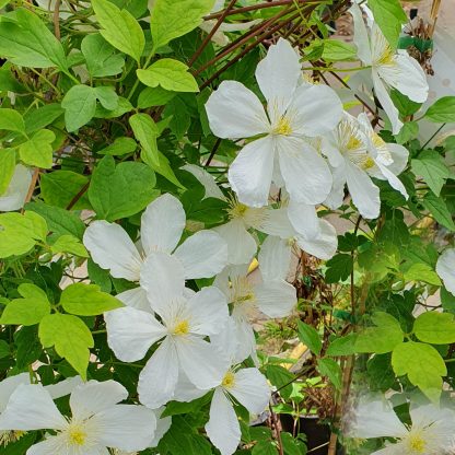 Clematis montana Clarina