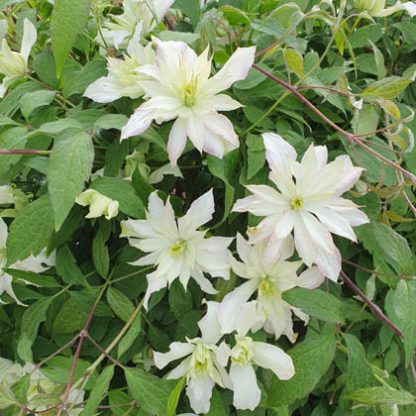 Clematis montana Jenny Keay