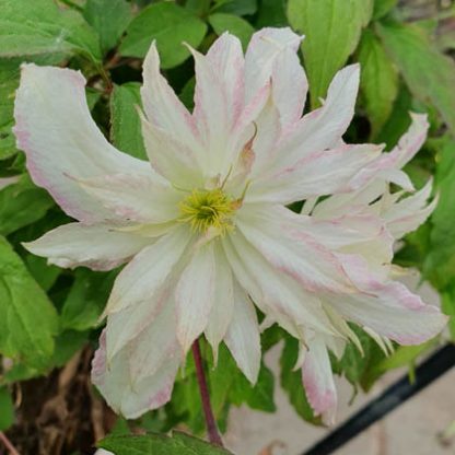 Clematis montana Jenny Keay