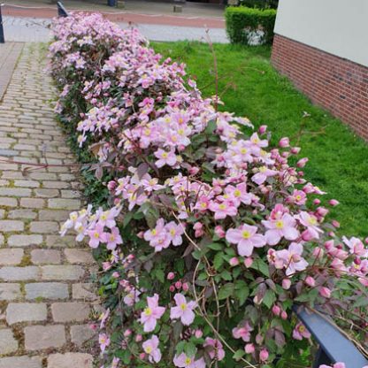 Clematis montana Mayleen