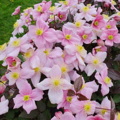 Clematis montana Mayleen