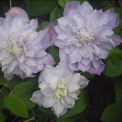 Clematis Veronica's Choice