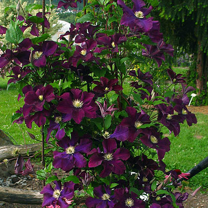 Clematis Warszawska Nike Clematis Westphal Clematis Warszawska Nike Clematis Westphal