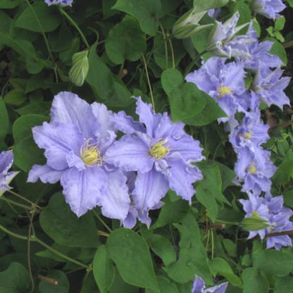 Clematis Will Goodwin