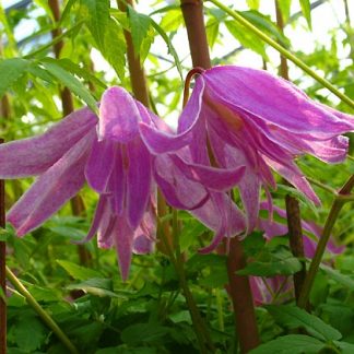 Clematis macr.Ballet Skirt