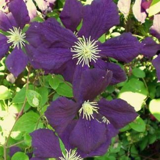 Clematis vit.Blue Belle