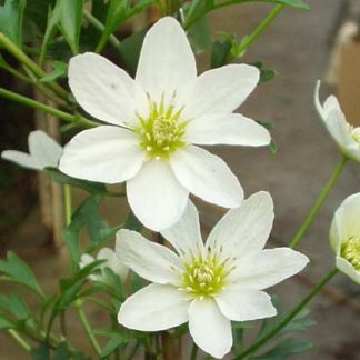 Clematis forsteri Cartmanii Joe