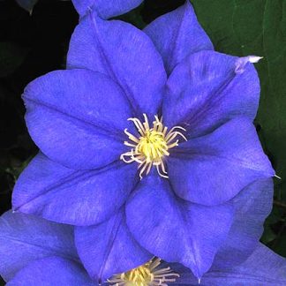 Clematis Europa