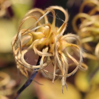 Clematis addisonii - Clematis Westphal