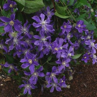 Clematis int. Arabella