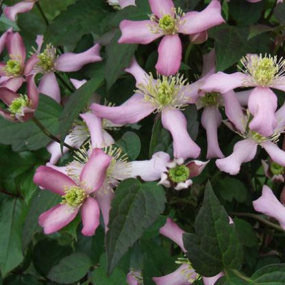 Clematis mont.Kiss of Spring