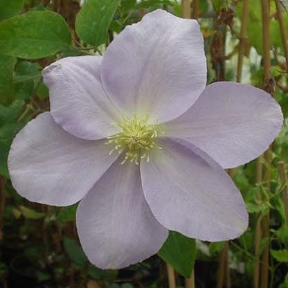 Clematis Louise Rowe