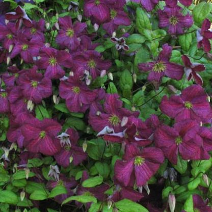 Clematis viticella Little Butterfly