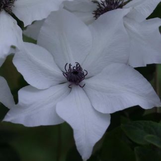 Clematis florida White Flag