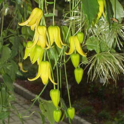 Clematis repens