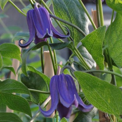 Clematis int.Blue Carillon