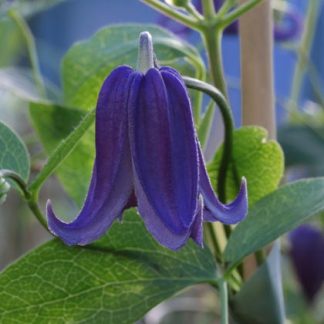 Clematis int.Blue Carillon