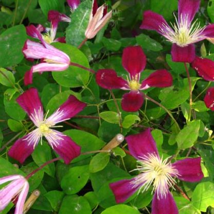 Clematis texensis Ruby Wedding