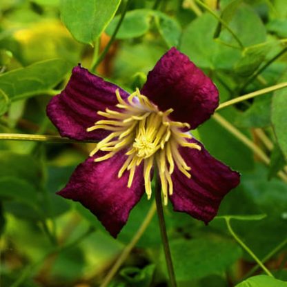 Clematis viticella Maddy