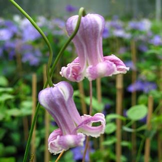 Clematis crispa Titipu