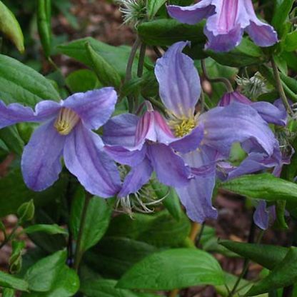 Clematis int.Lathkill Dale