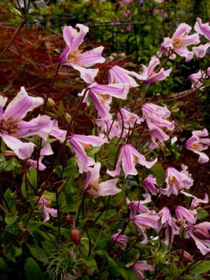 Clematis integrifolia Baby Rose