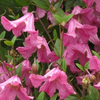 Clematis eriostemon Heather Herschell