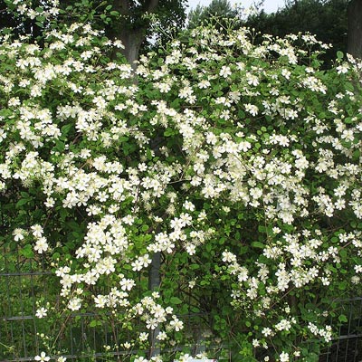 Online store for clematis