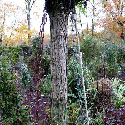 Clematis Westphal - Baum und Ketten