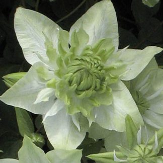 Clematis florida alba Plena