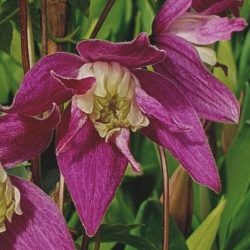 Clematis koreana Jette