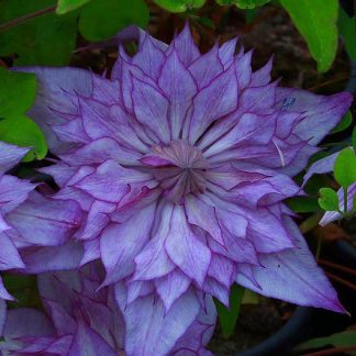 Clematis florida Lady Kyoko