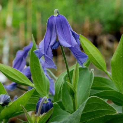 Clematis integrifolia Blue Ribbons