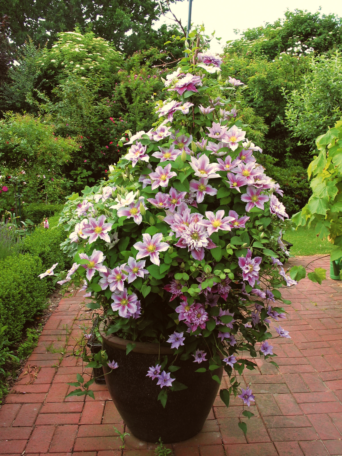 Clematis In Kübel Pflanzen