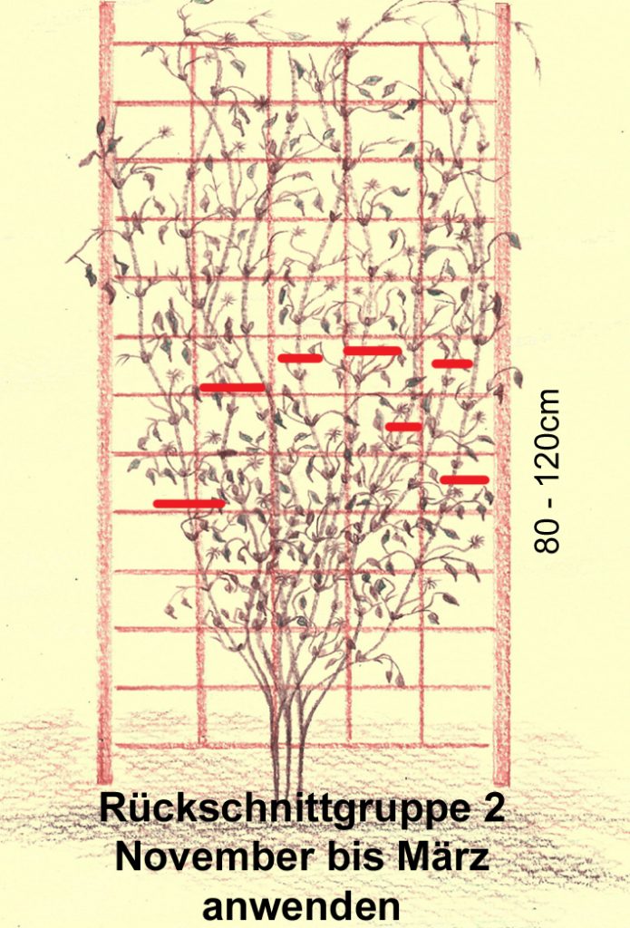 Clematis pruning - example pruning group 2