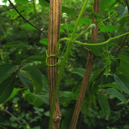 Example of clematis leaf stalk tendril