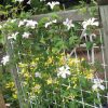 Rank- und Kletterhilfen für Clematis - Clematis Westphal