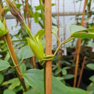 Rank- und Kletterhilfen für Clematis - Clematis Westphal