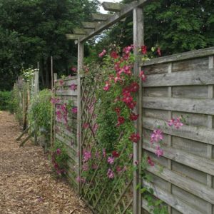 Rank- und Kletterhilfen für Clematis - Clematis Westphal