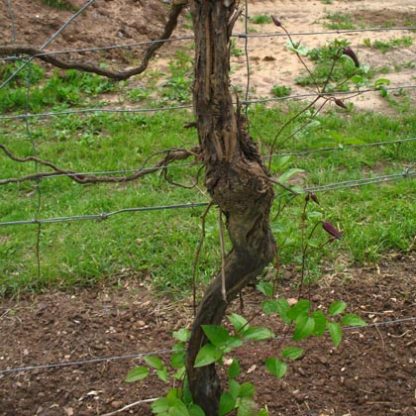 Rank- und Kletterhilfen für Clematis - Clematis Westphal