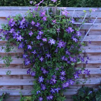 Rank- und Kletterhilfen für Clematis - Clematis Westphal