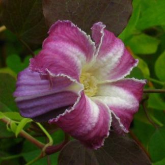 Clematis viorna Retroussé BFCCRET