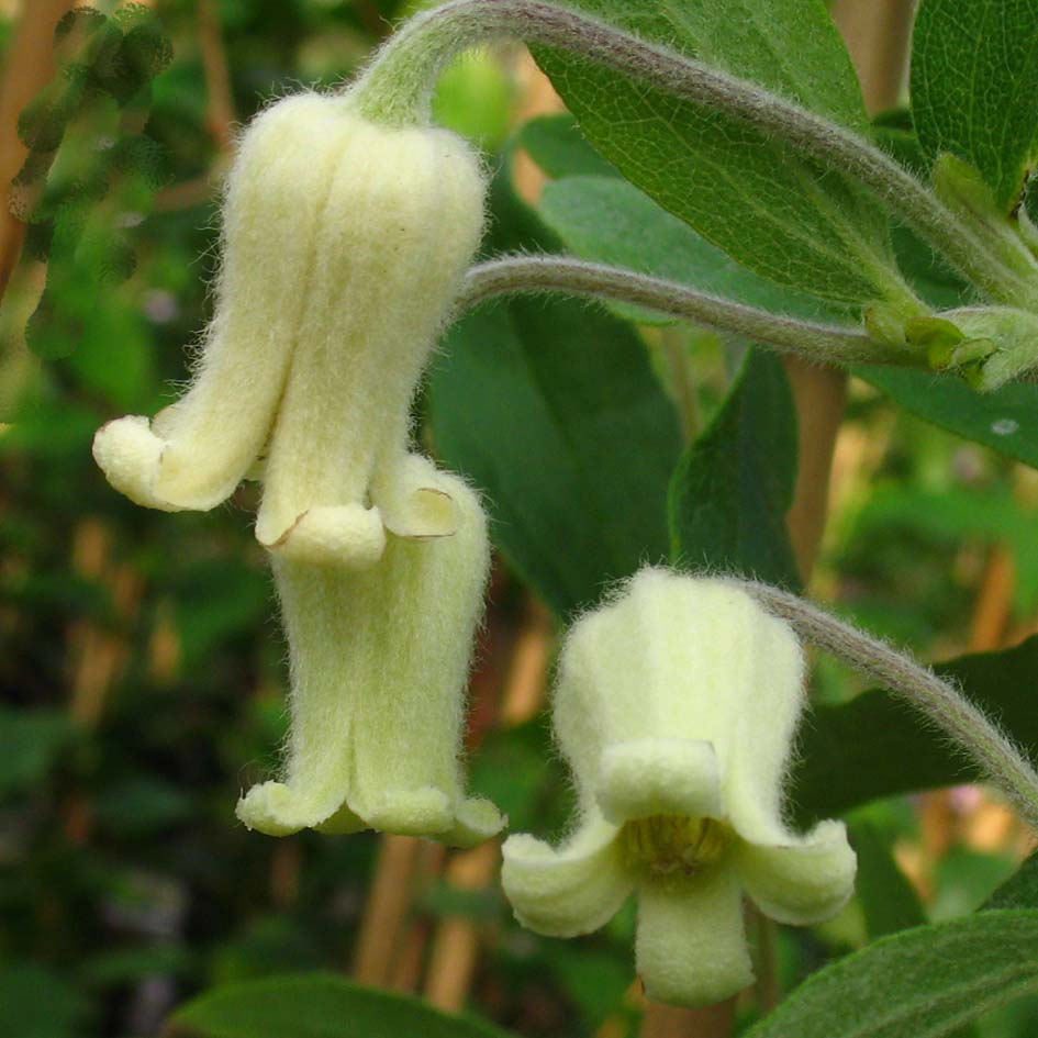 Clematis coactilis