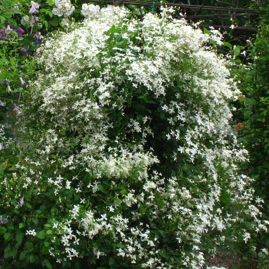 Clematis mandshurica