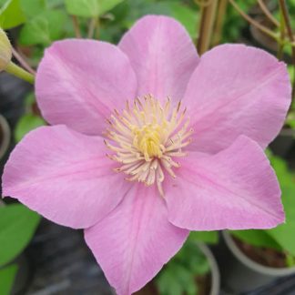 Clematis Pompeii TM Boulevard Evipo116