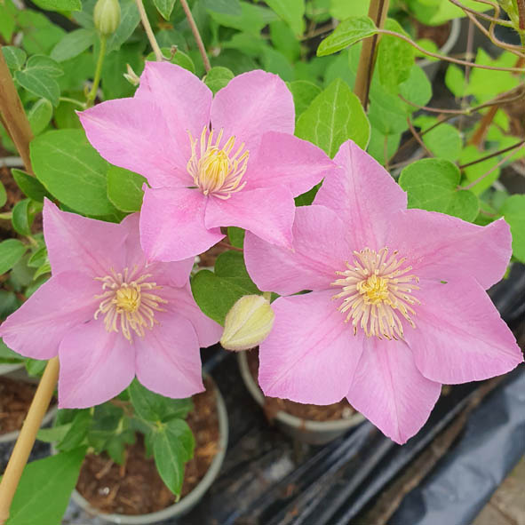 Clematis Pompeii TM Boulevard Evipo116